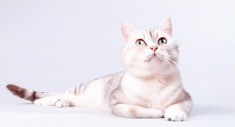 Как уберечь кошку от перегрева летом?